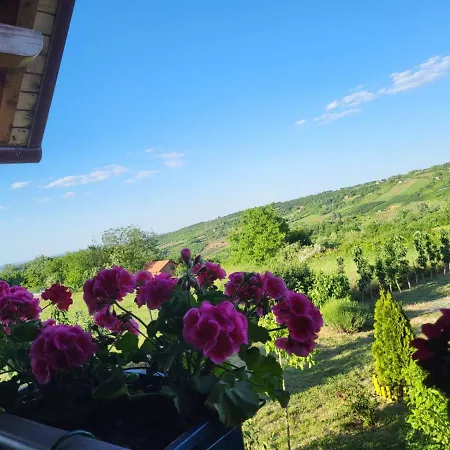 Stancevic Wellness *