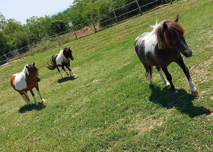 Semesterbostad Stancevic Wellness *